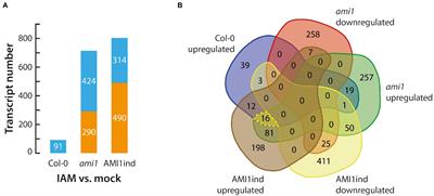 The Indole-3-Acetamide-Induced Arabidopsis Transcription Factor MYB74 Decreases Plant Growth and Contributes to the Control of Osmotic Stress Responses